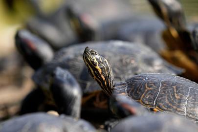 Brezilya'da Rio Negro'ya 1.500 Amazon kaplumbağası bırakıldı