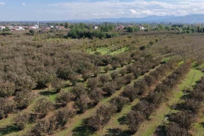 Çarşamba’da tarıma 8 milyon TL destek