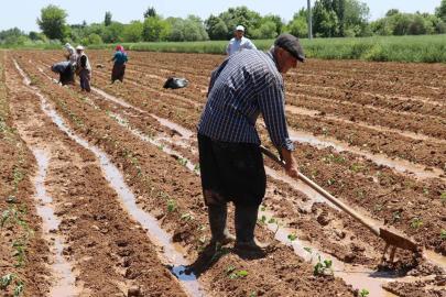 Çiftçilere 10 milyar 688 milyon liralık destek ödemesi yapılacak