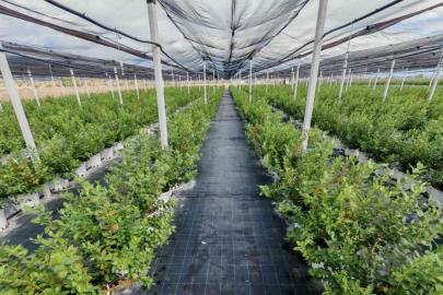 DCT Trading, teknolojik tarım yatırımlarıyla büyümeyi hedefliyor