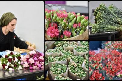 Dünya Kadınlar Günü için 35 ülkeye 80 milyon dal çiçek