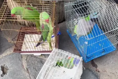 Eminönü’nde petshop denetimi... 39 papağan koruma altında
