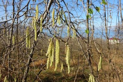 Fındıkta doğru bilinen yanlışlar