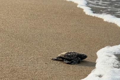 Gabon'da yavru deniz kaplumbağaları yok olma riskiyle karşılaştı, koruma fonları azaldı