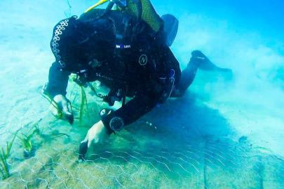 Garanti BBVA ve TURMEPA’dan deniz çayırlarına mavi nefes
