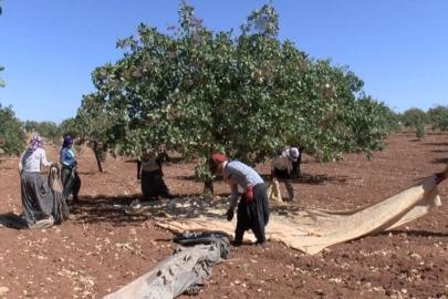 Gaziantep’te yağış rekoru ‘yeşil altın’ı umutlandırdı: Rekolte 120 bin ton hedefinde