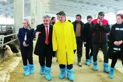 İki bin 200 büyükbaş besicilere dağıtılacak