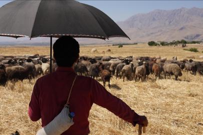 İklim krizinin neden olacağı mera kaybı on milyonlarca çobanı işsiz bırakabilir