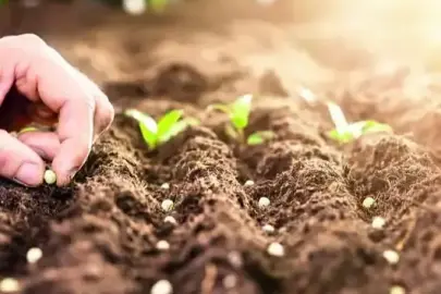 İşlenmeyen araziler tarıma kazandırılıyor