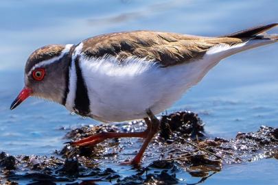 İsmi 'takkeli cılıbıt' olan kuş, Türkiye'de ilk kez görüldü