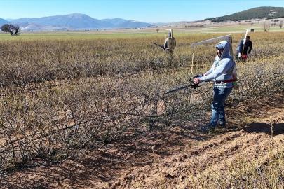 Isparta'da budama mevsimi: Gül bahçeleri hasata hazırlanıyor