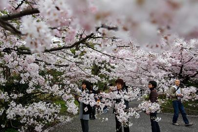 Japonya: Tokyo'da sakura sezonu Ueno Park'ta pikniklerle açıldı