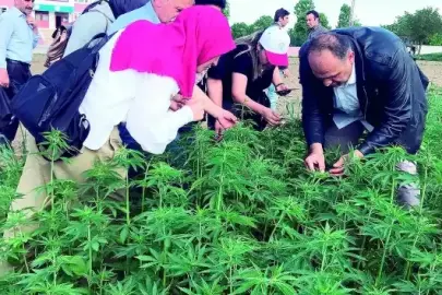 Kenevirde yeni ekonomi modeli