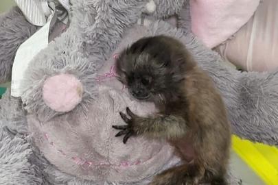 Kolombiya: Yetim titi maymunu pelüş anneyle doğaya hazırlanıyor