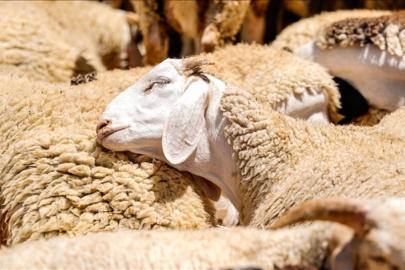 Küçükbaş Hayvancılığa Destek Projesi'ne başvuru