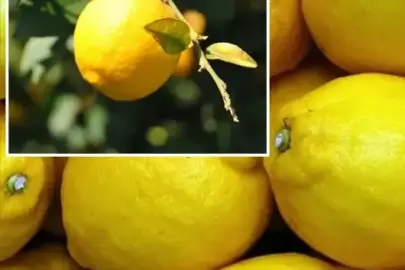 Limon fiyatları 100 lirayı geçti: Gümrük vergisi yeniden belirlendi 