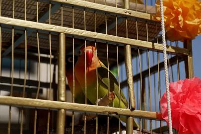 Meksiko'da Palmiye Pazarı'nda kuş satıcıları azalan geleneği yaşattı