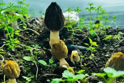 Mersin’de kuzugöbeği mantarı hasadı başladı! Kilosu 5 bin TL