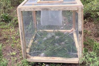 Muğla, Marmaris'te 'çam kese böceğine' karşı kafesle mücadele