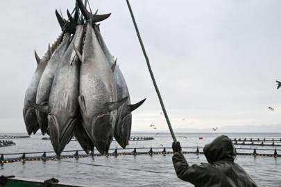 Orkinos avcılığında mevcut sistem devam edecek