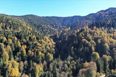 Ormanların bakımı ve gençleştirilmesine 2,3 milyar lira