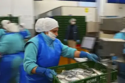 Su ürünleri sektörü 2026'da yeni rekor bekliyor