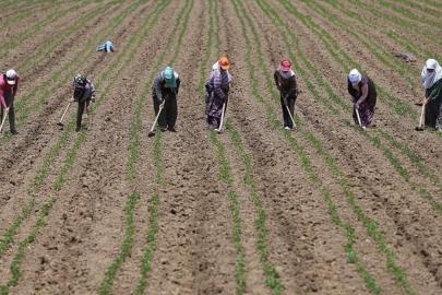 Tarım işçilerinin günlük ücreti 2025'te arttı! En yüksek ücret Rize'de