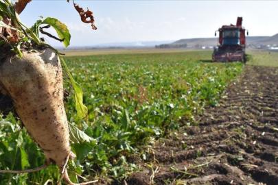 Tarım üreticisine 17 milyar liralık pancar bedeli