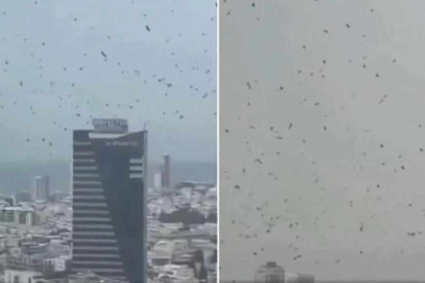 Tel Aviv’de gökyüzünü kargalar kapladı: Uğursuzluk saydılar