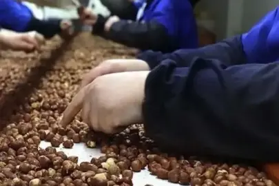 Trabzon'un fındık ihracatı 2 ayda 60,6 milyon doları aştı