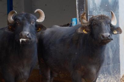 Türkiye'nin yeni manda ırkı Murana'nın sütü bol ve yağlı