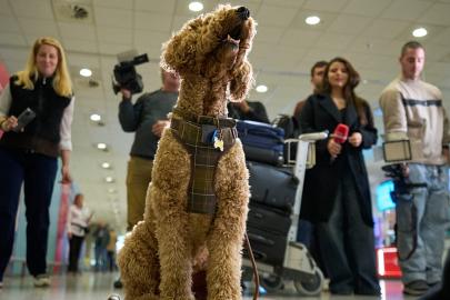 Yunanistan'dan Orta Doğu'daki evcil hayvanlar için özel tahliye: 'Onlar yük değil, ailemiz'