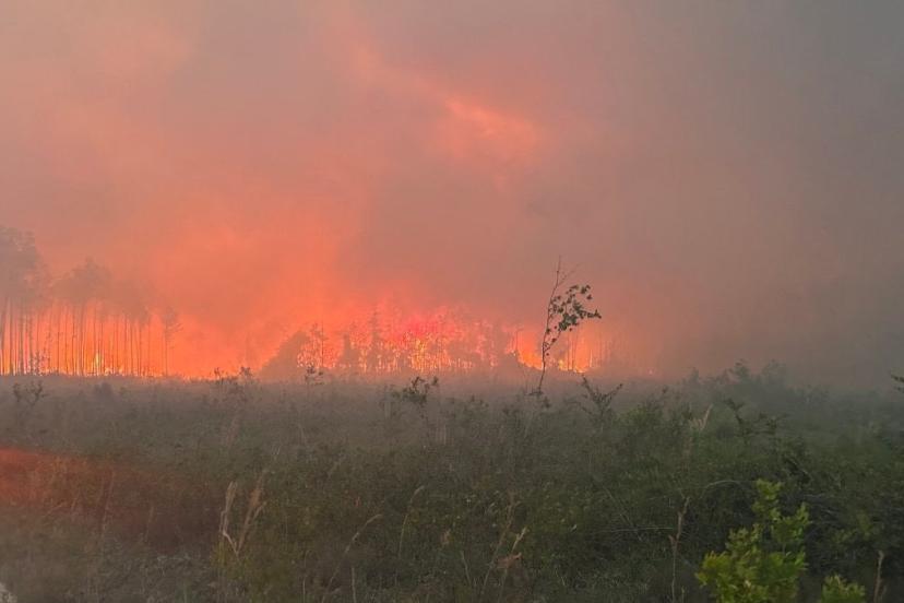 ABD'de orman yangını: 120’den fazla ev küle döndü