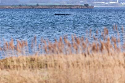 Almanya kıyılarında mahsur kalan kambur balina için umutlar tükendi