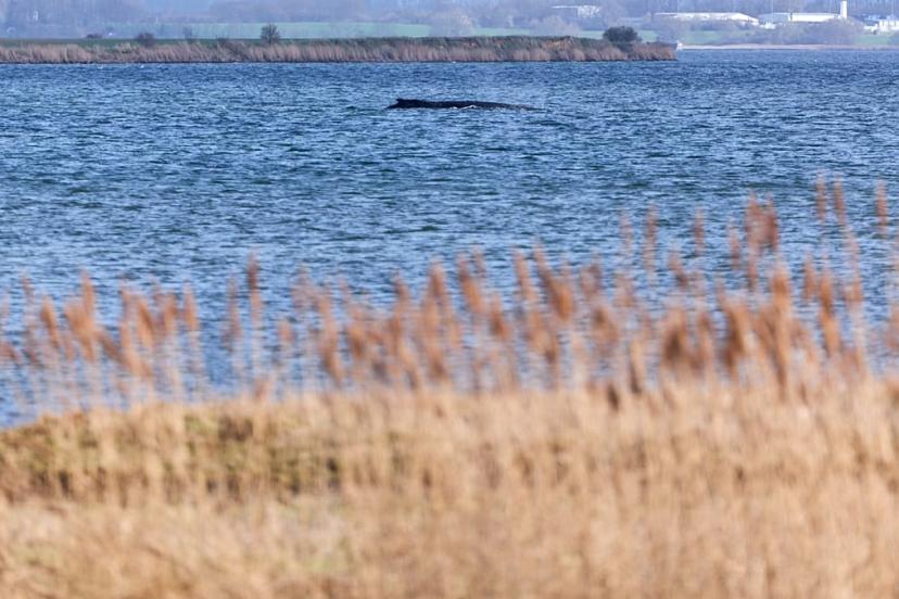 Almanya kıyılarında mahsur kalan kambur balina için umutlar tükendi