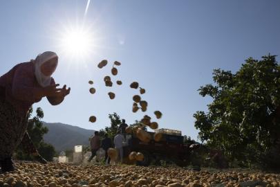 Aşırı sıcaklar 1 milyardan fazla kişinin geçim kaynakları için tehdit