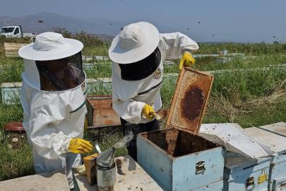 Aydın'ın Kuyucak ilçesinde yetişen arı kovanları dünyayı fethediyor