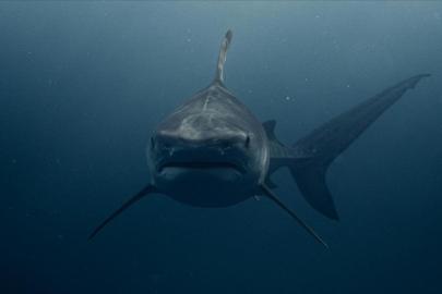 Bahamalar'daki köpek balıklarında kokain tespit edildi