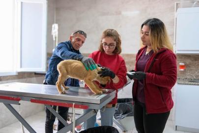 Can dostlar için Menemen'de rekor tedavi sayısına ulaşıldı