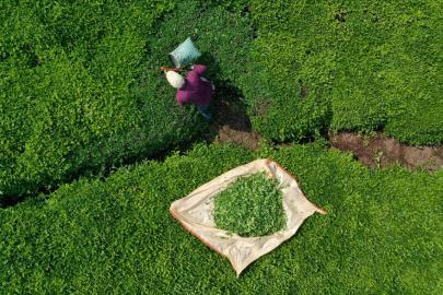 ÇAYKUR'da geçici işçiler sözleşmeli personel olabilecek