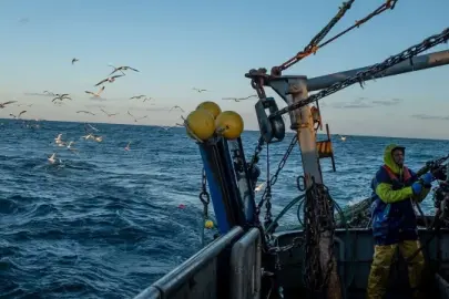 Ege'de Balıkçılar Sezonu Bereketli Geçirdi