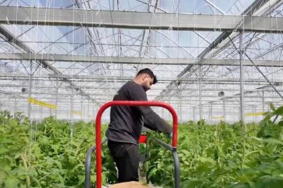 İbrahim Yumaklı: Çaycuma Sera OTB üretime başladı