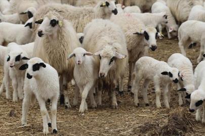 İbrahim Yumaklı duyurdu: Kırsalda Bereket Küçükbaşa Destek projesine başvurular açıldı