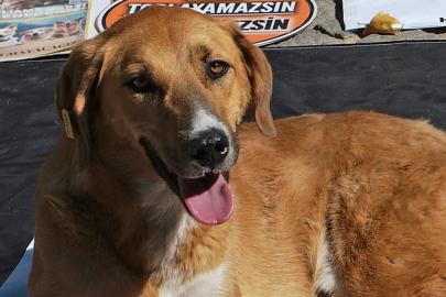 İstanbul'da sokak köpekleri kararı: Valilik mayıs sonuna kadar süre verdi