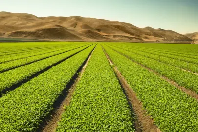 İzmir ovasında toprak etütleri sona erdi! Büyük veri dönemi başladı