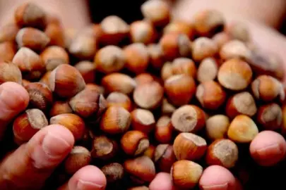 Karadeniz’in altın ürünü Avrupa yolunda: Yılın ilk çeyreğinde 2 bin 784 ton fındık ihraç edildi