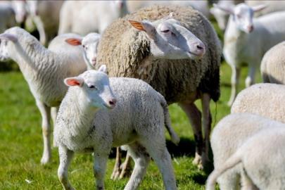 Kırsalda Bereket Küçükbaşa Destek Projesi başvuruları başladı