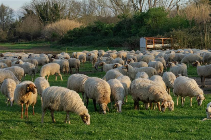 "Kırsalda Bereket Küçükbaşa Destek Projesi" başvuruları başladı