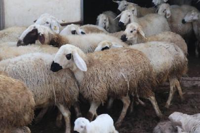 Kırsalda Bereket Küçükbaşa Destek projesine başvurular başladı