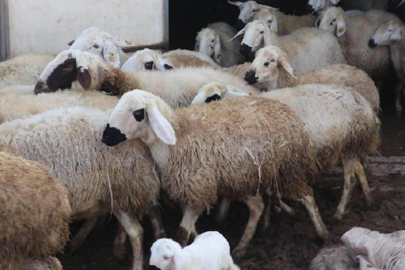 Kırsalda Bereket Küçükbaşa Destek projesine başvurular başladı